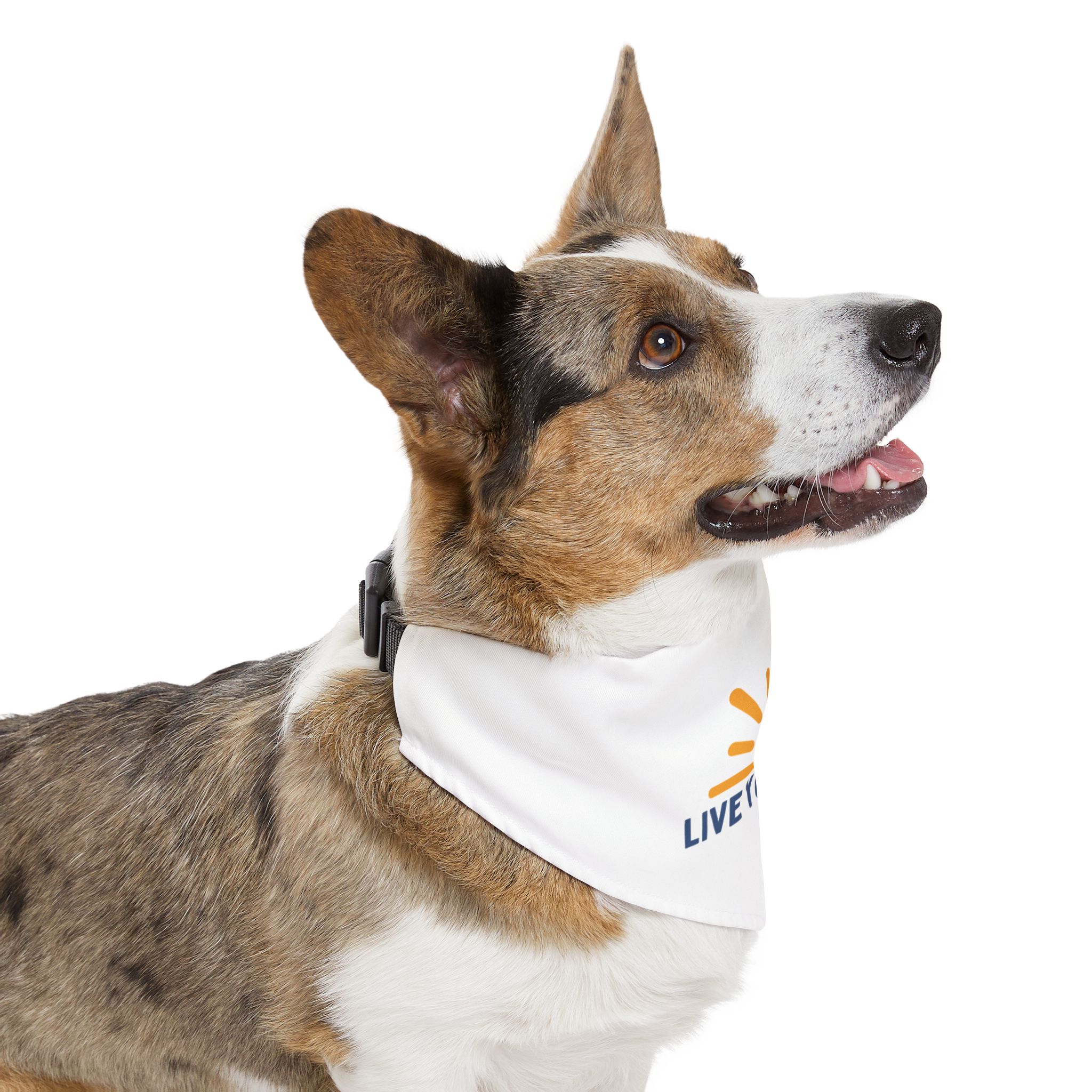 Pet Bandana Collar - "Live Your Jam" - Image 8